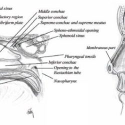 Sagittal nasal cavity