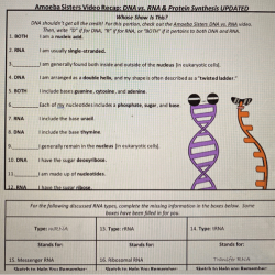 Gizmos rna and protein synthesis answers