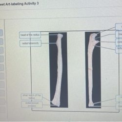 Exercise 10 review sheet art-labeling activity 8